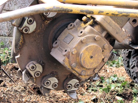 Close-up of a stump grinder's cutting wheel: carbide-tipped teeth bolted around the rim of a steel disc, with fresh wood grindings piled underneath.